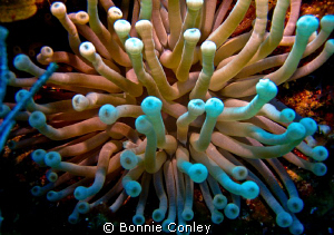 Anemone seen in Grand Cayman August 2010.  Photo taken wi... by Bonnie Conley 